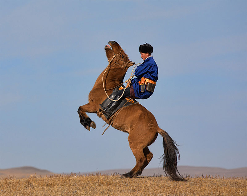 horse taming mongolia 